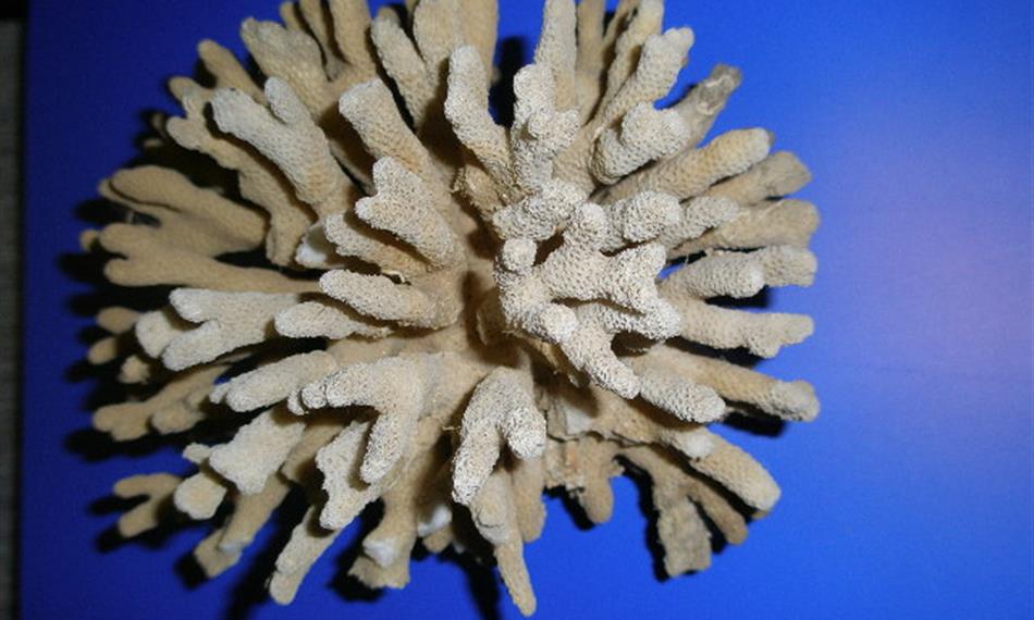 2010-9-15-1140korály Egypt.jpg